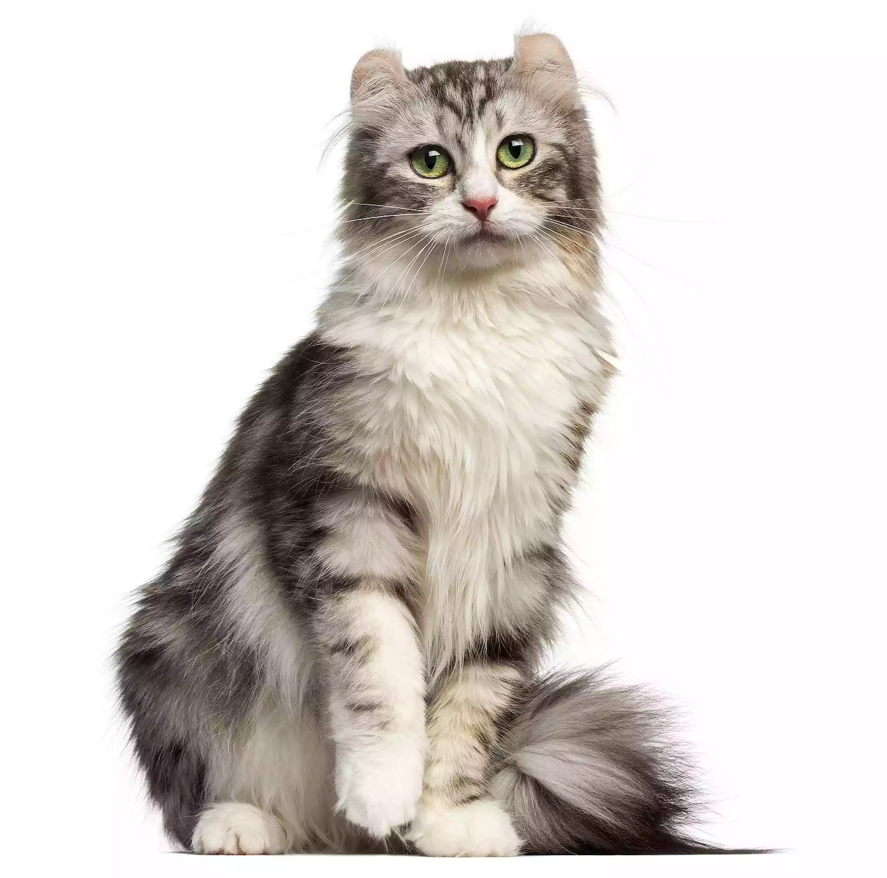 Gray and white American Curl kitten sitting on white background with curled ears and green eyes