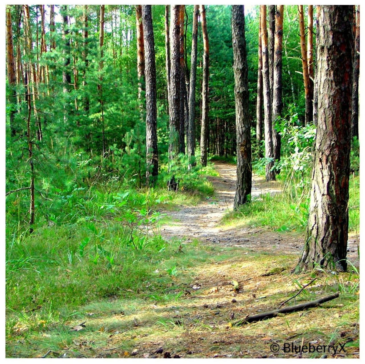 Forest Path