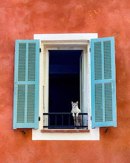 Cat in Window with Shuters