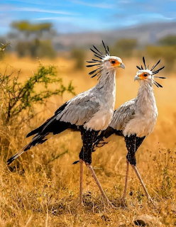 Two secretary birds standing in golden savanna grass
