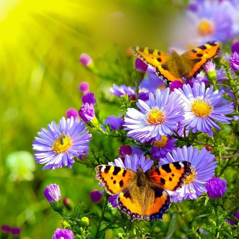 Butterflies on Purple Aster Flowers