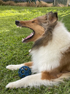 Brown and white Collie dog yawning on grass with blue toy ball