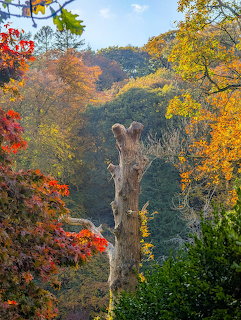 Dead tree stump surrounded by colourful autumn trees with orange, yellow, red and green foliage