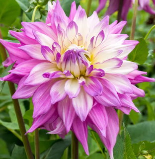 Close-up of a pink and white dahlia flower with pointed petals and yellow center against green leaves