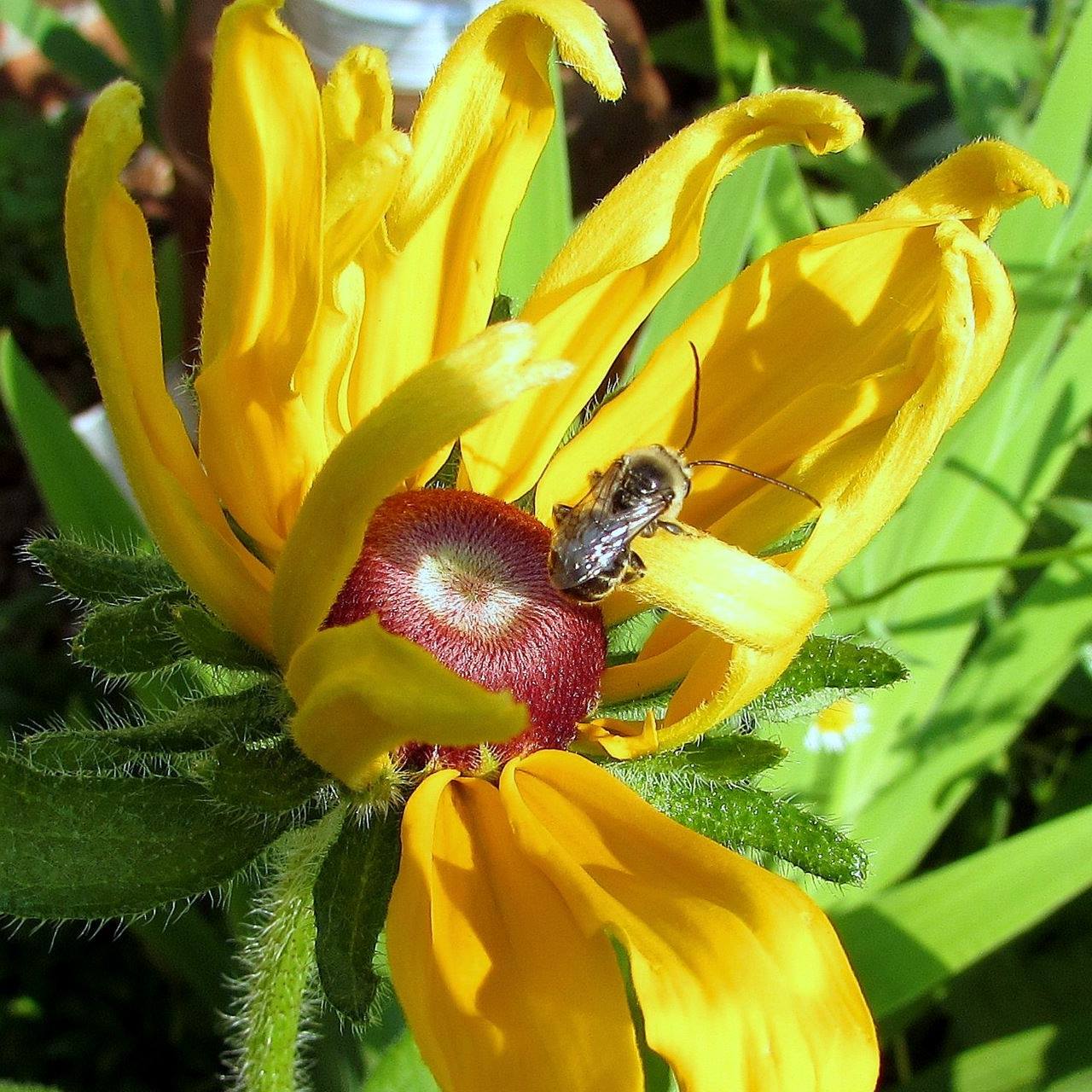 Bee resting on yellow Black Eyed Susan flower with green foliage