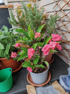 Potted crown of thorns plant with pink bloms on a balcony alongside herb pots