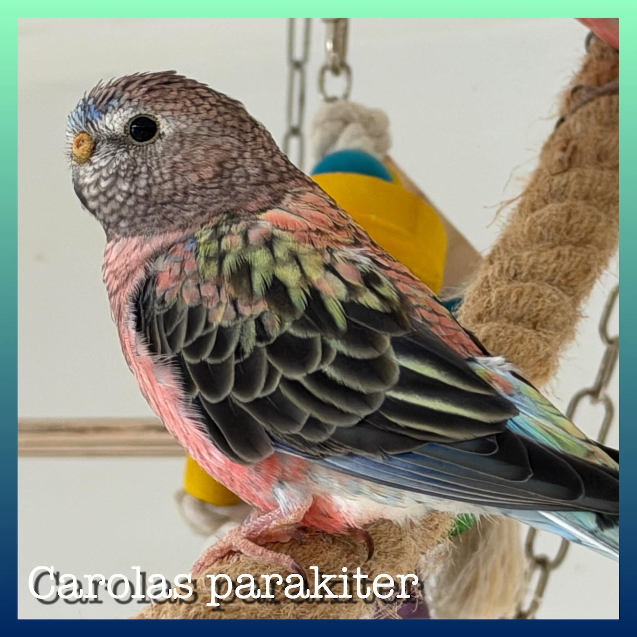 Pink Parakeet Perched