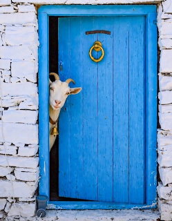 White goat peeking from behind a bright blue wooden door in a whitewashed stone wall