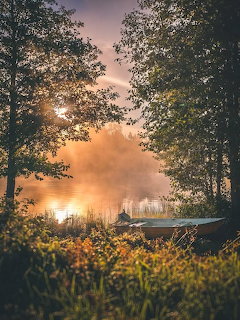 Sunrise shining through trees over a misty meadow with flowers in the foreground