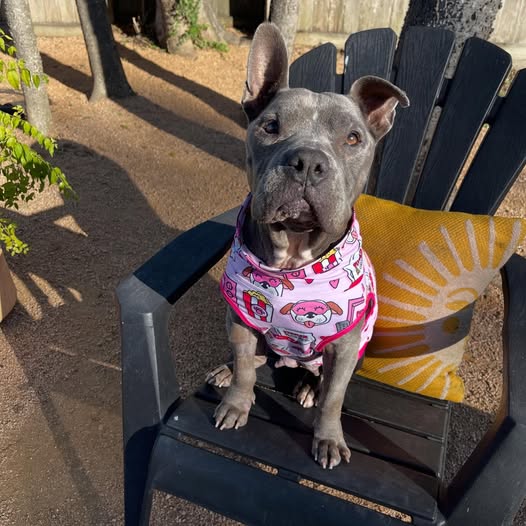French Bulldog on Chair