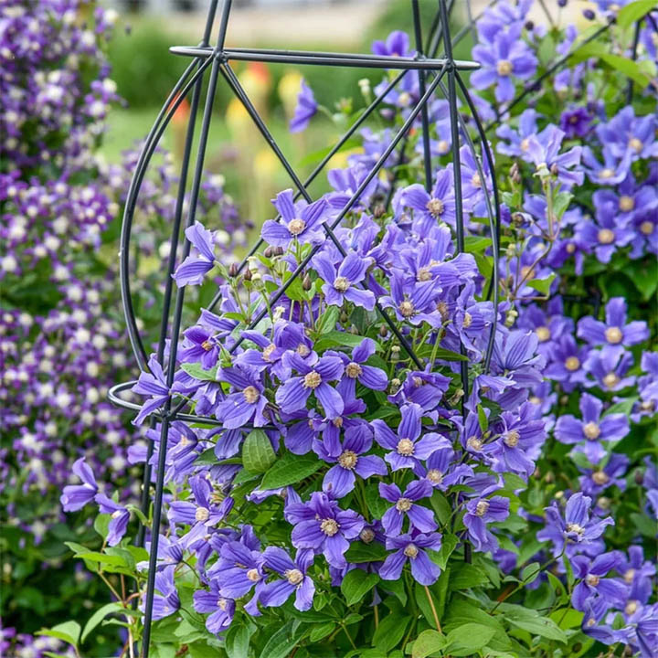 Purple clematis flowers climbing on a black garden trellis with green leaves