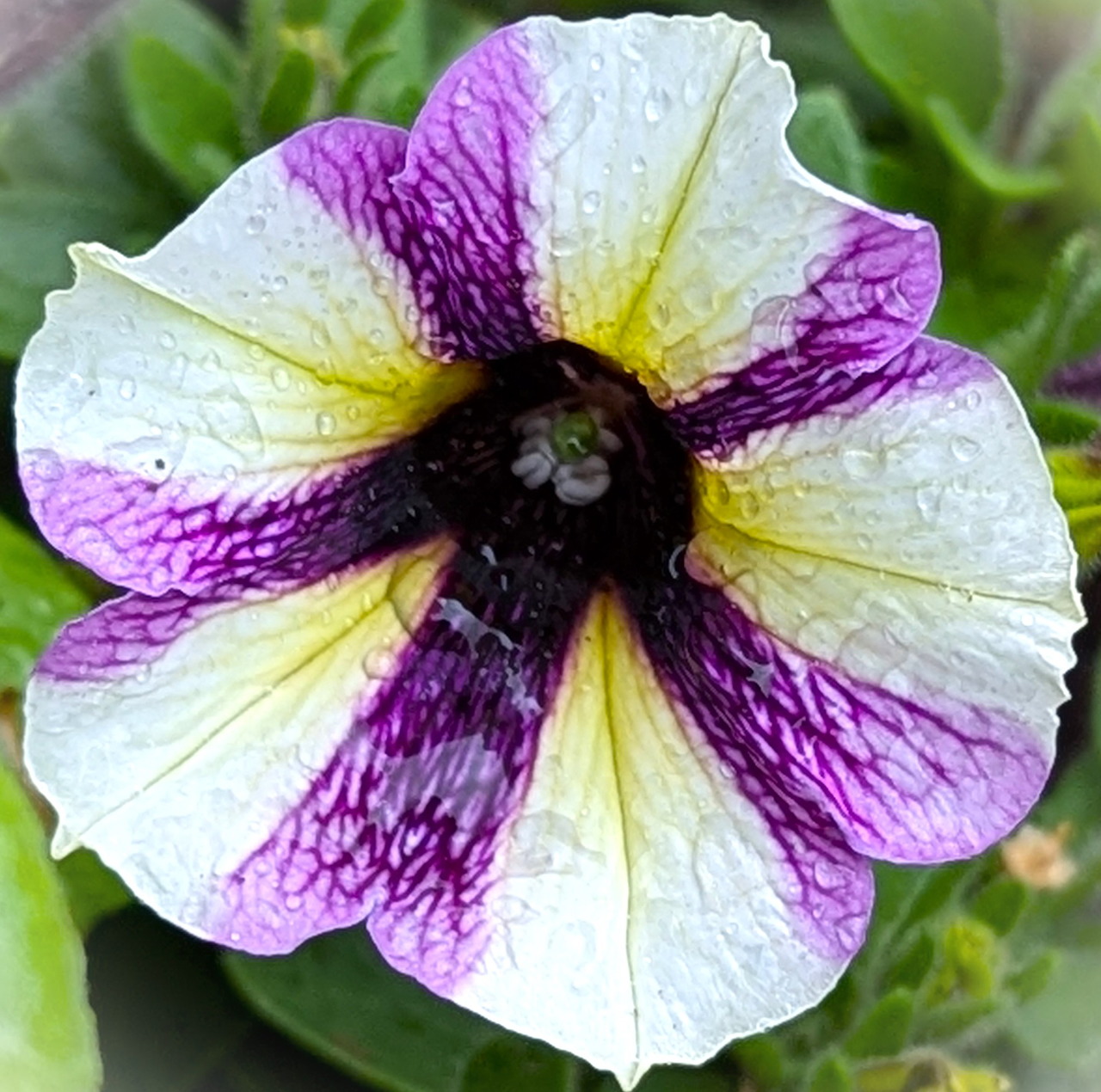 Close-up of a white and purple petunia flower with a dark center