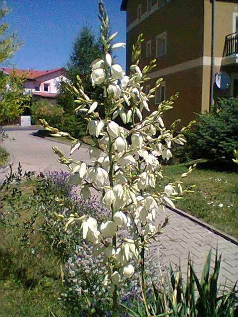 Bloming yucca plant with white bell-shaped flowers next to a sidewalk near residential buildings
