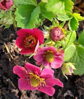 Pink flowers with yellow stamens and green leaves in garden soil
