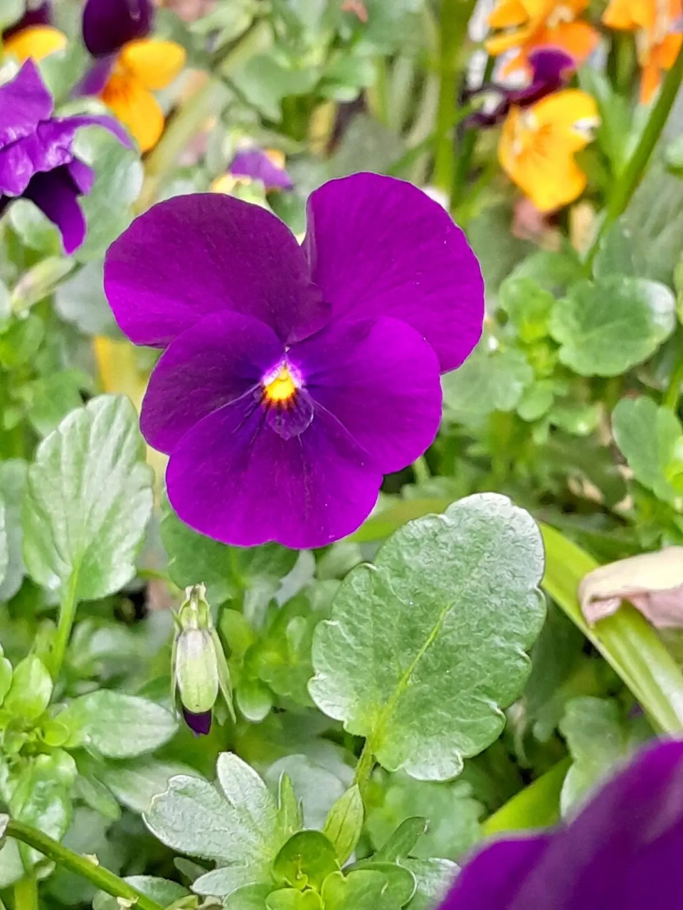 Close-up of a bright purple pansy flower with yellow center among green leaves and other colorful pansies