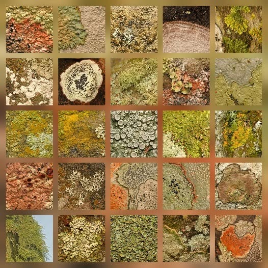 Grid collage of 25 lichen species on stone surfaces in green, orange, gray and white colors