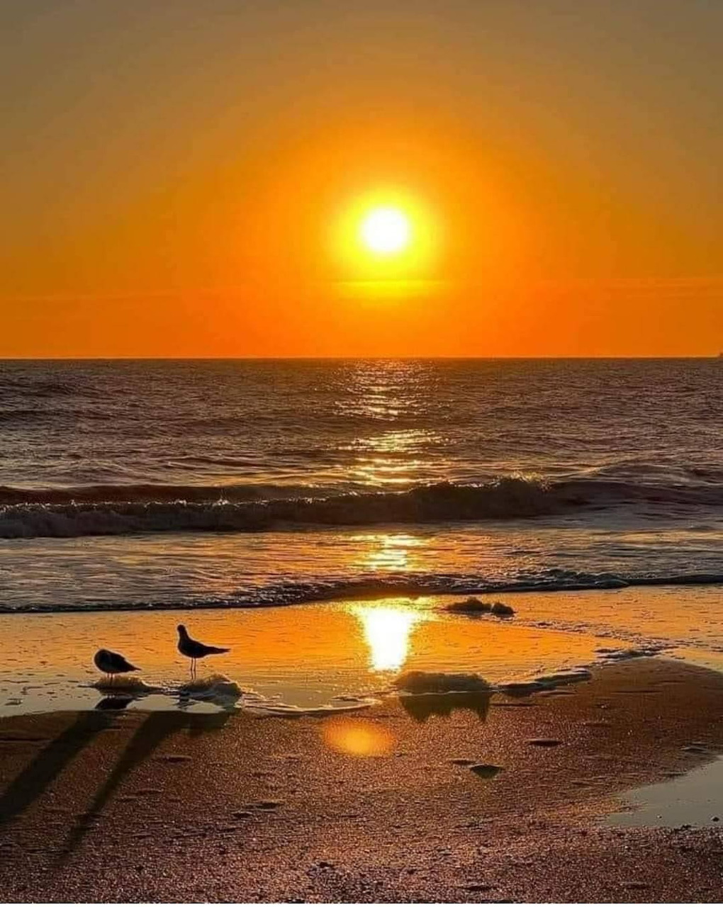 Golden ocean sunset with seagulls standing on wet sandy beach and sun reflecting on water
