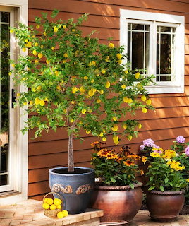 Poted lemon tree with ripe yellow fruit on a patio next to colorful flowers and a house wall
