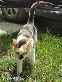 Calico Cat on Grass