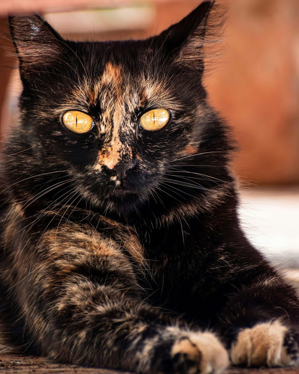 Tortoiseshell Cat Portrait