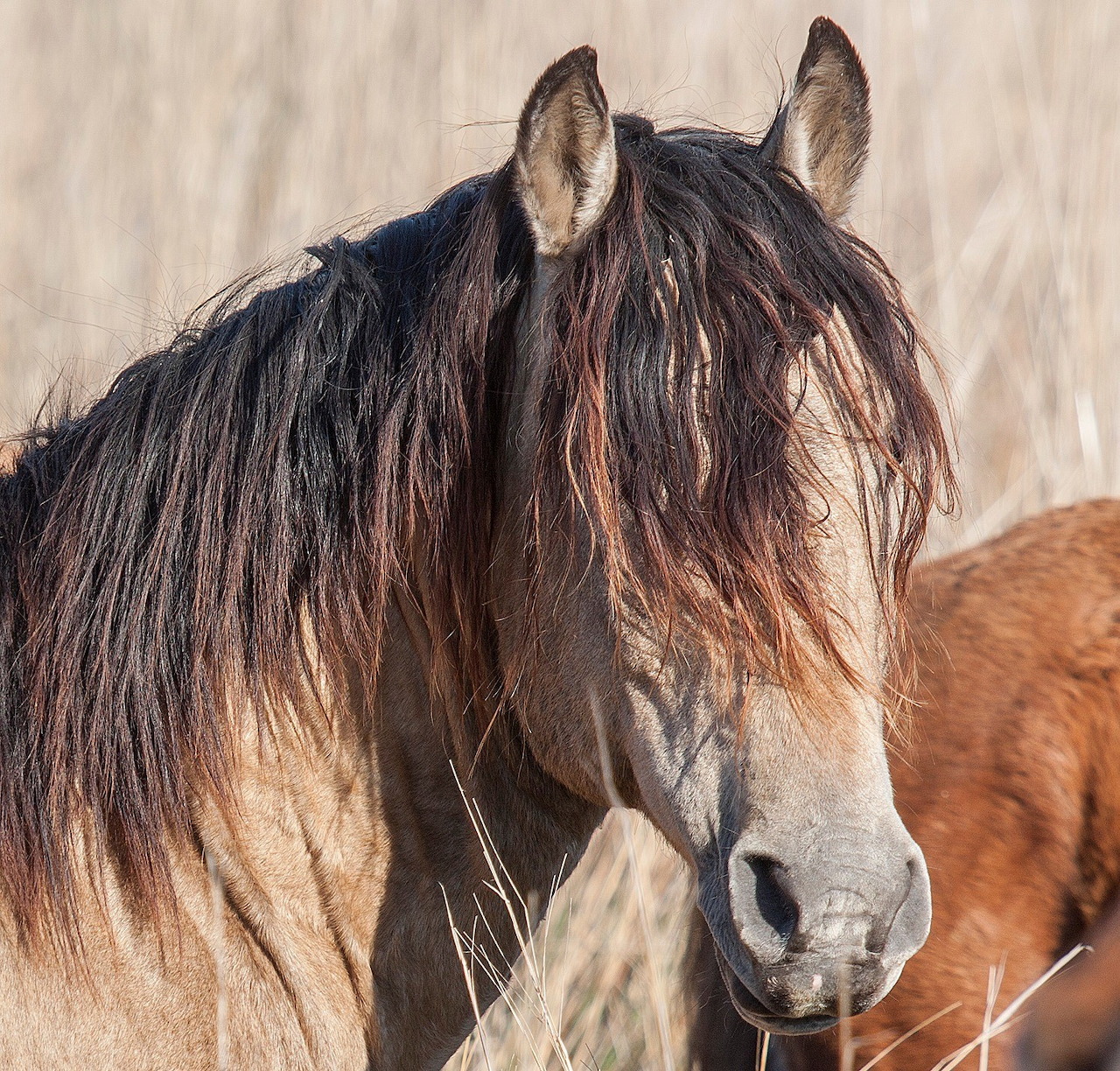 Close-up of a horse with long dark mane and white face markings