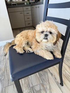 Fluffy Shih Tzu dog resting on blue cushioned chair in modern kitchen