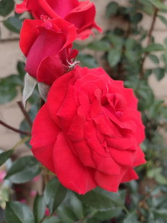 Two bright red roses in full bloom with green foliage against a pale wall