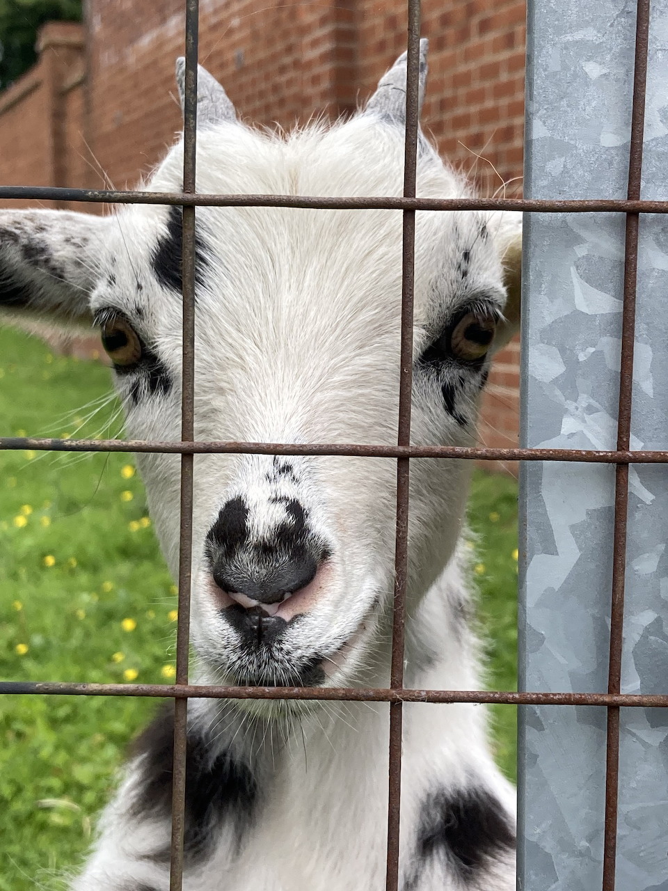 Kid Goat Behind Fence
