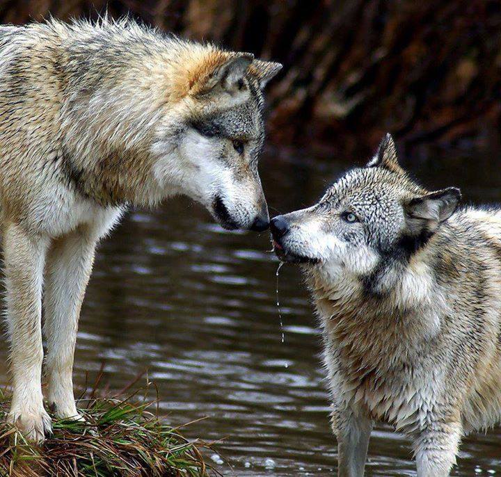 Two gray wolves facing each other nose-to-nose near water