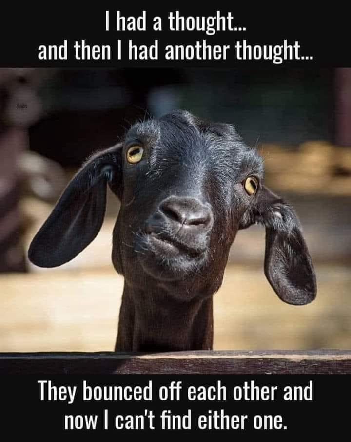 Close-up of a black goat with a funny text meme caption above and below