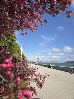 Pink cherry blossom branches framing a waterfront promenade with modern buildings in the distance