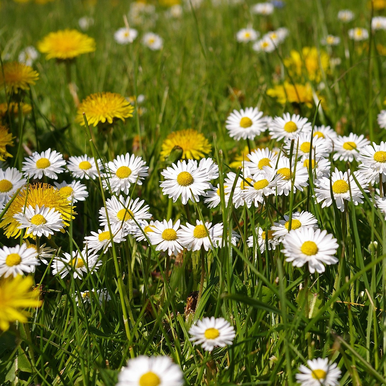 Close-up of white daisies and yellow dandelions growing in green meadow grass