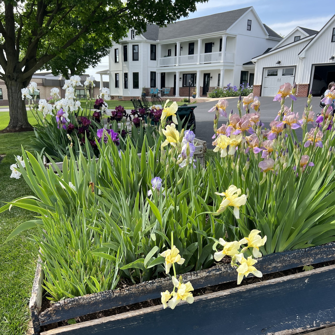 Blooming irises and daffodils in a front yard flower bed with a white house in the background