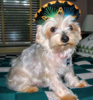 Pepito with Sombrero