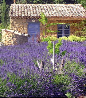 Rustic stone cottage with clay tile roof behind rows of purple lavender flowers in Provence, France