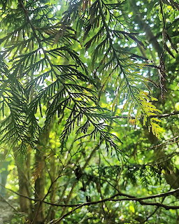 Close-up of green conifer branches in a sunlit forest