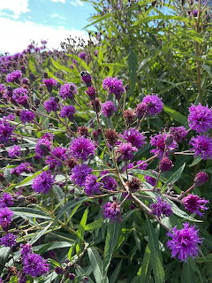 New York Ironweed Flowers