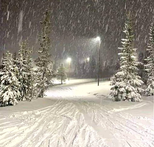 Snowy path through evergreen trees at night with heavy falling snow and glowing streetlights