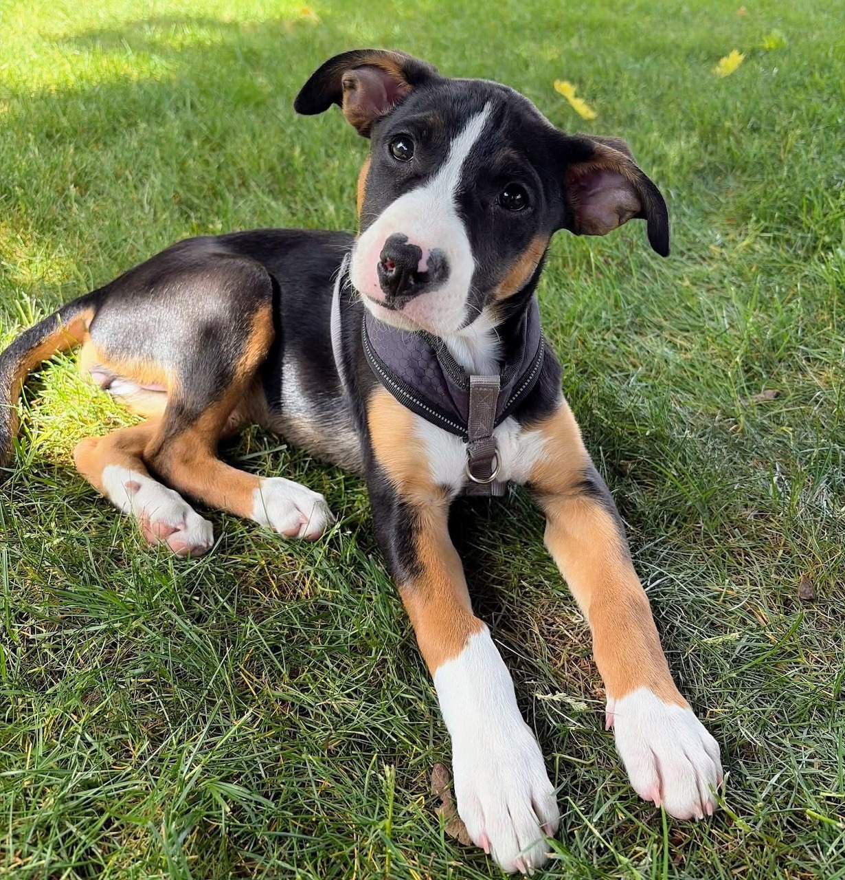Black and tan puppy with white paws lying on grass outdoors