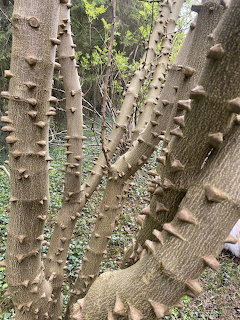 Several thick tree trunks covered in sharp conical thorns growing in a forest setting