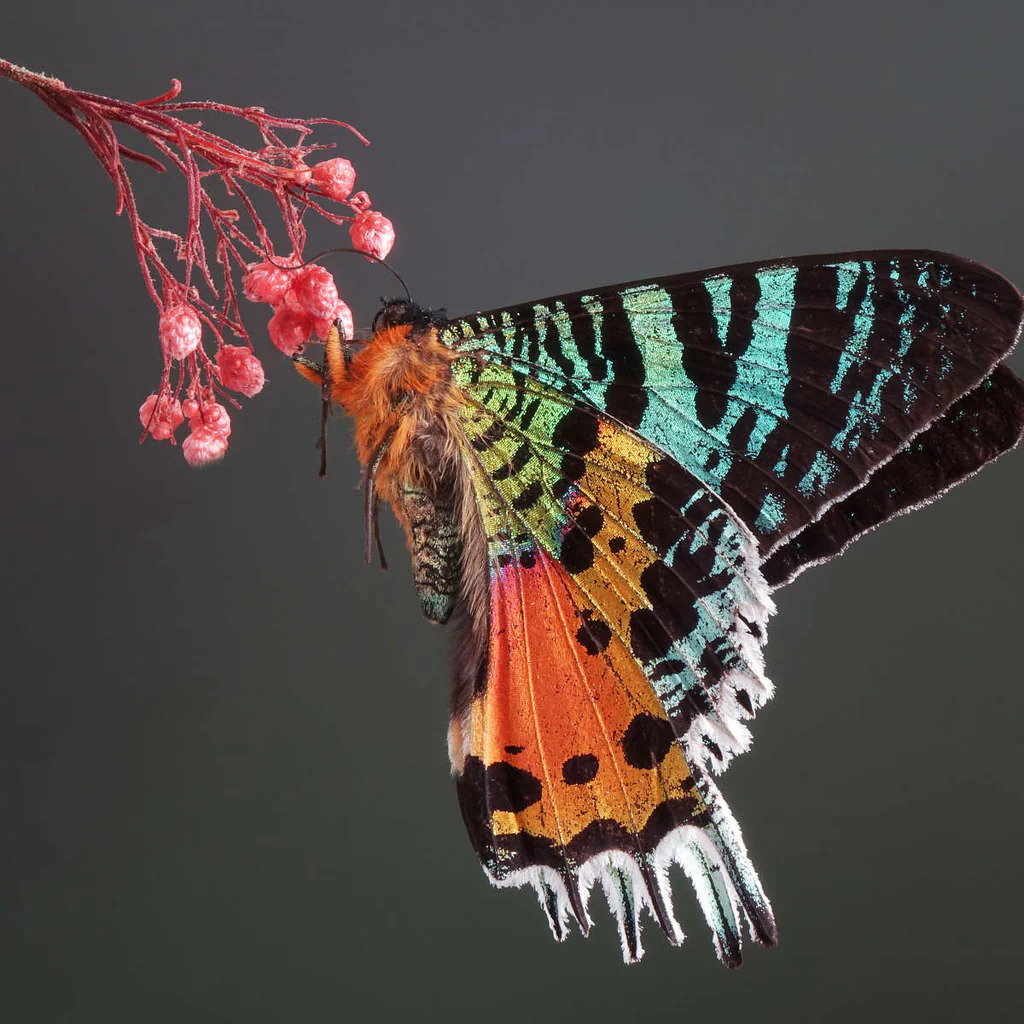 Madagascan Sunset Moth