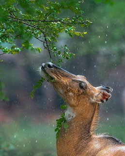 Deer stretching its neck upward to nible leaves from a branch in the rain