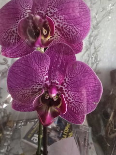 Two purple orchid flowers with spotted petals in close-up view