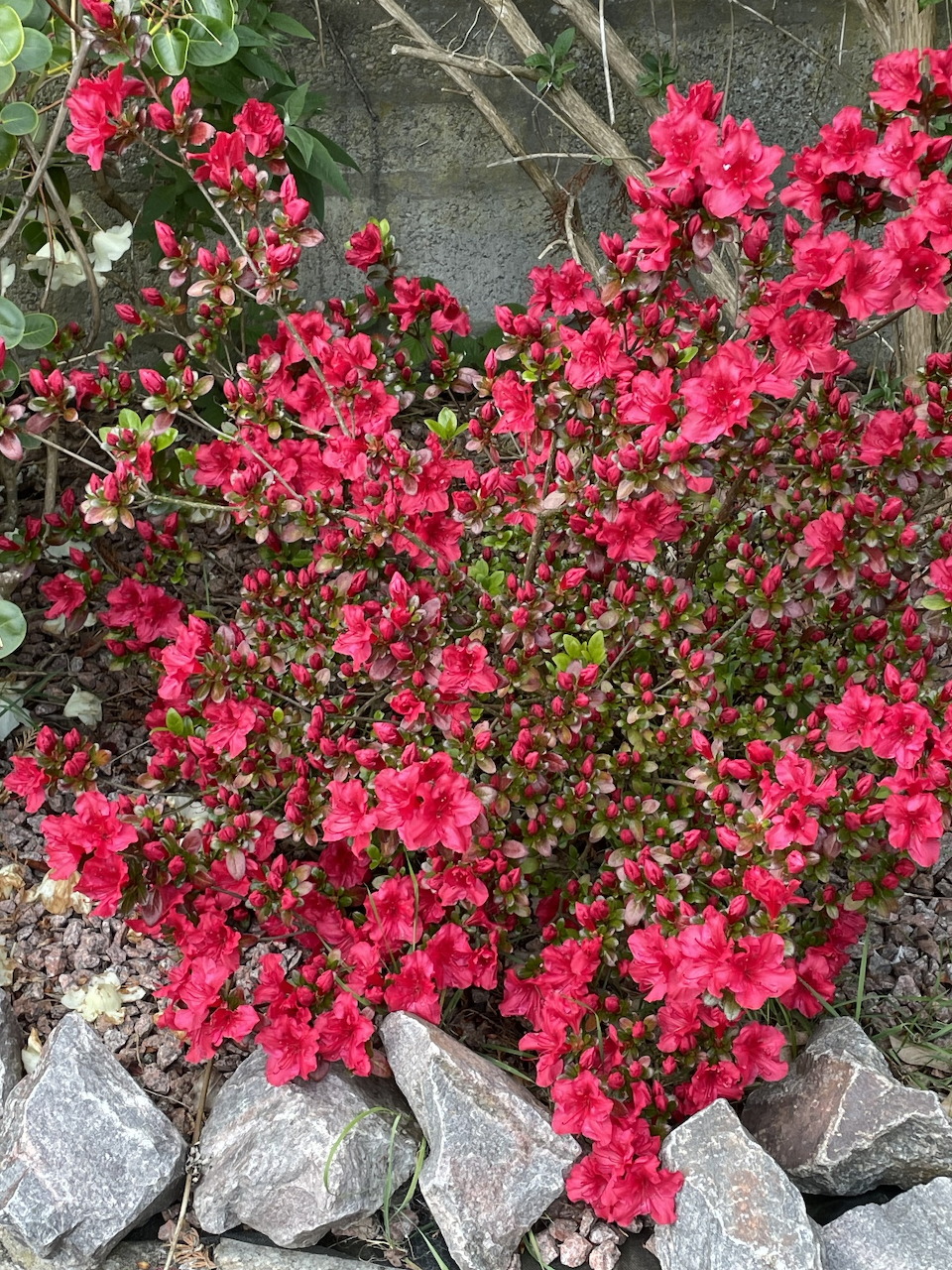 Azalea