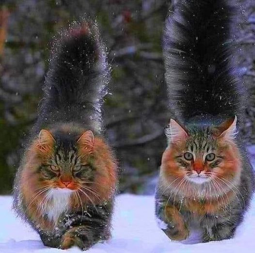 Two fluffy long-haired cats with thick coats walking in snow
