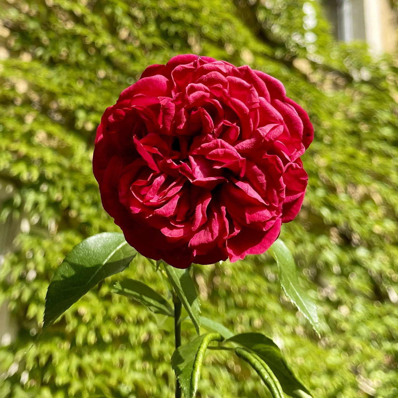 Close-up of a deep red rose with layered petals against a green garden backdrop