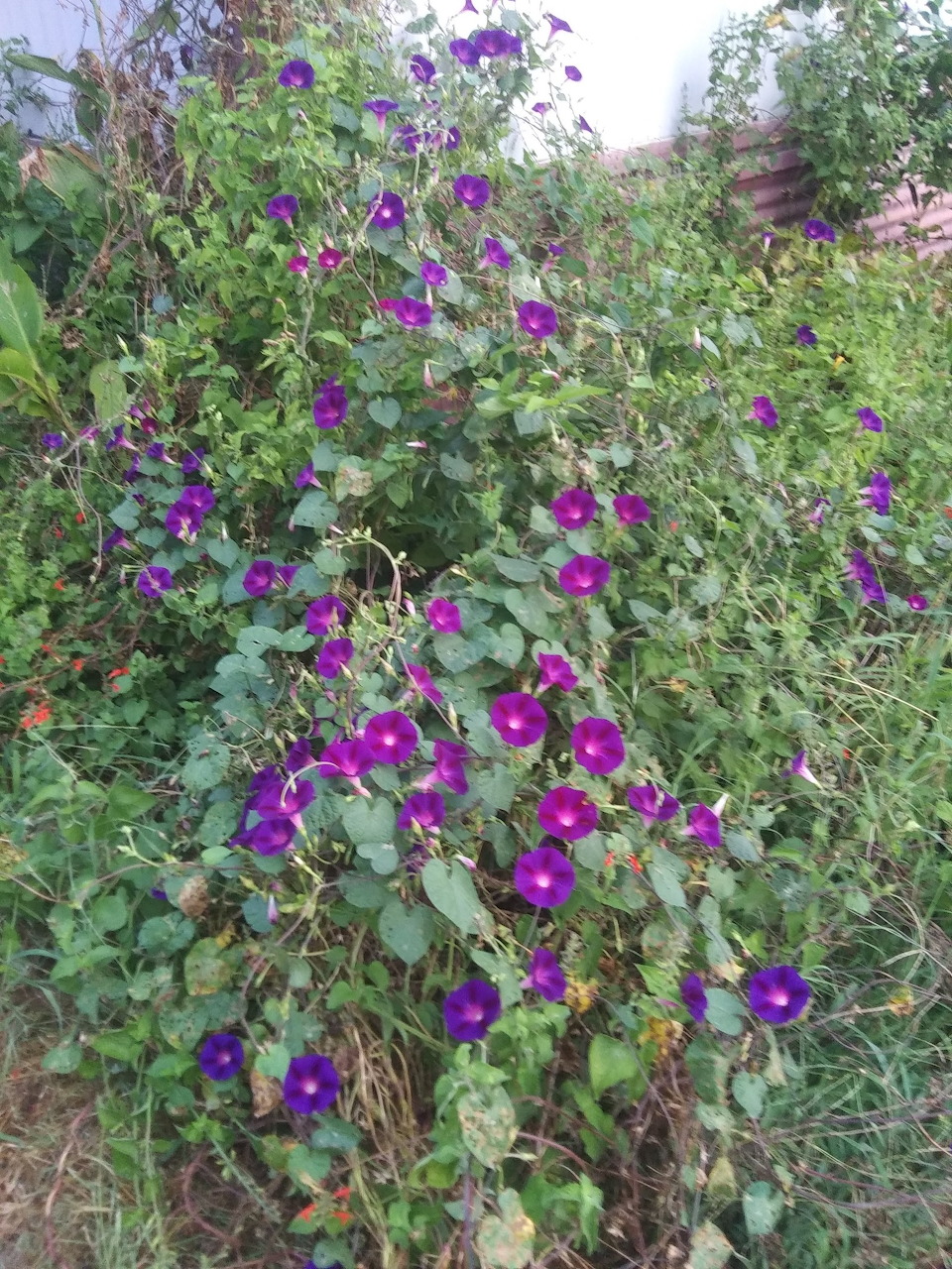 Morning Glory Flowers