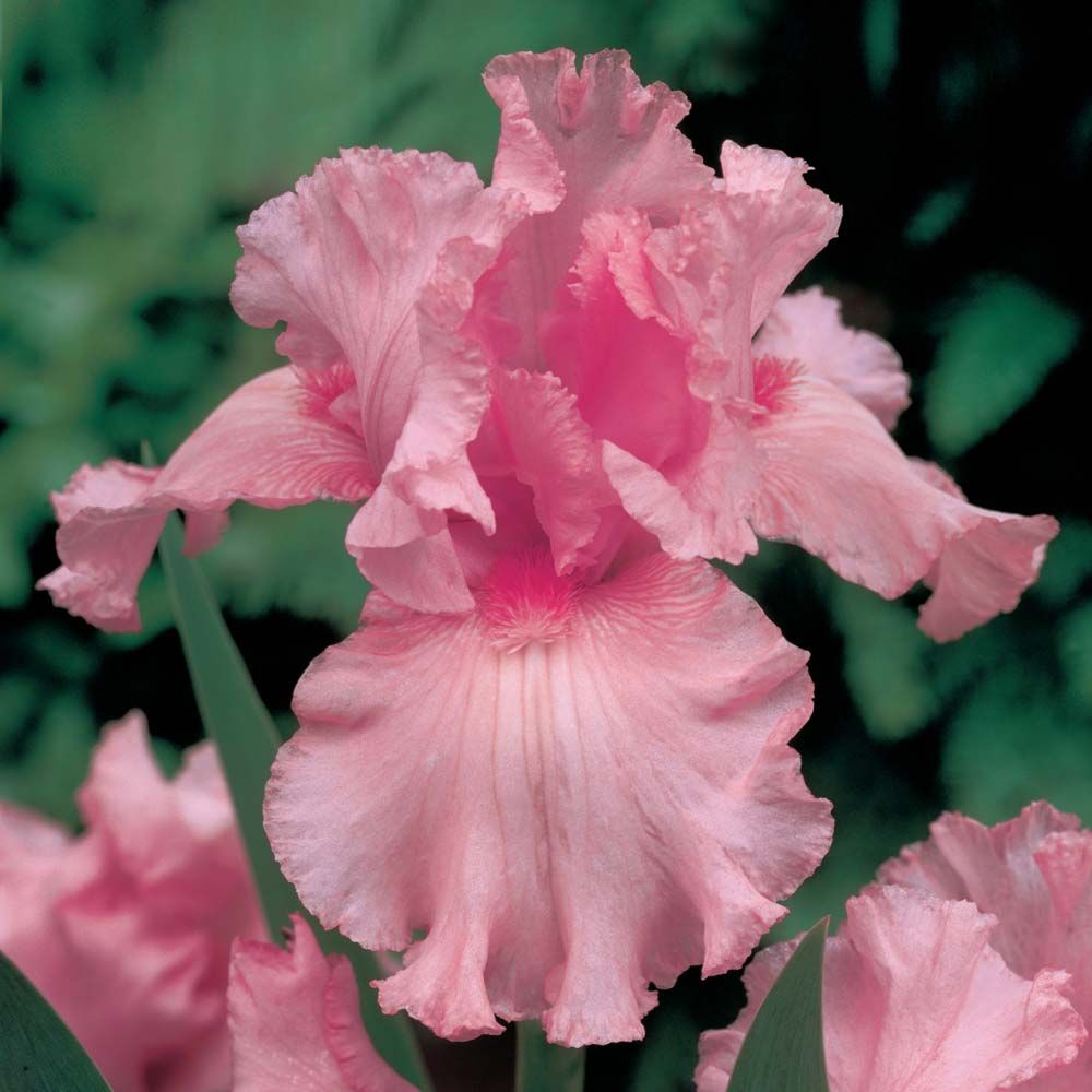 Ruffled pink iris flower with delicate frilled petals against dark green foliage background