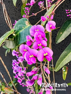 Cluster of purple hardenbergia flowers with small yellow centers and dark green leaves