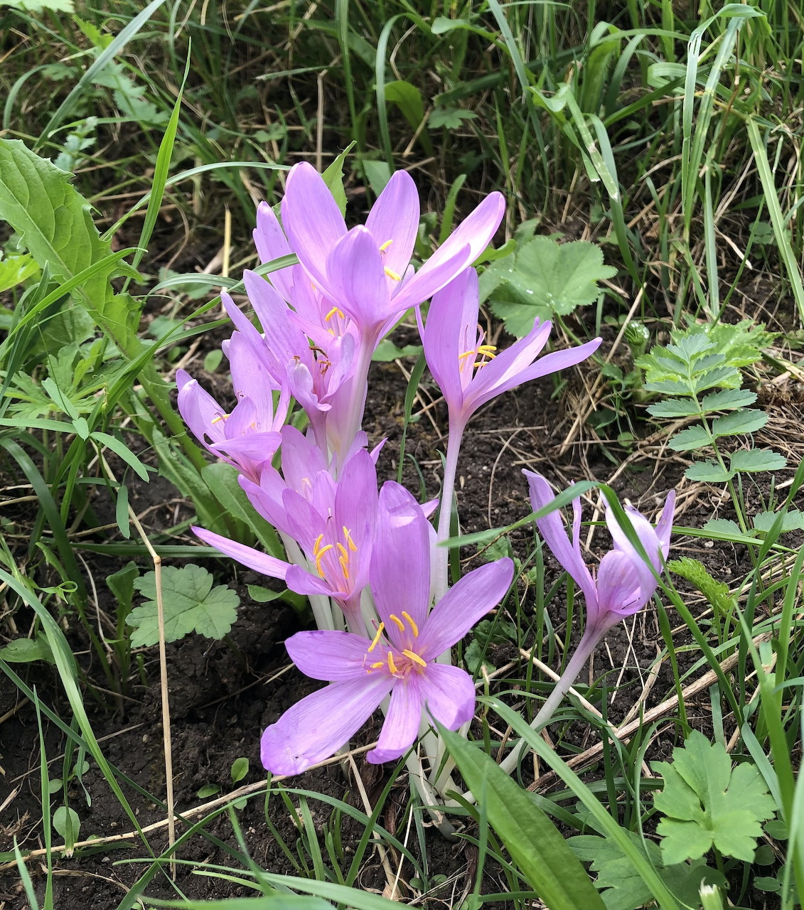 Purple crocus flowers blooming in green grass outdoors